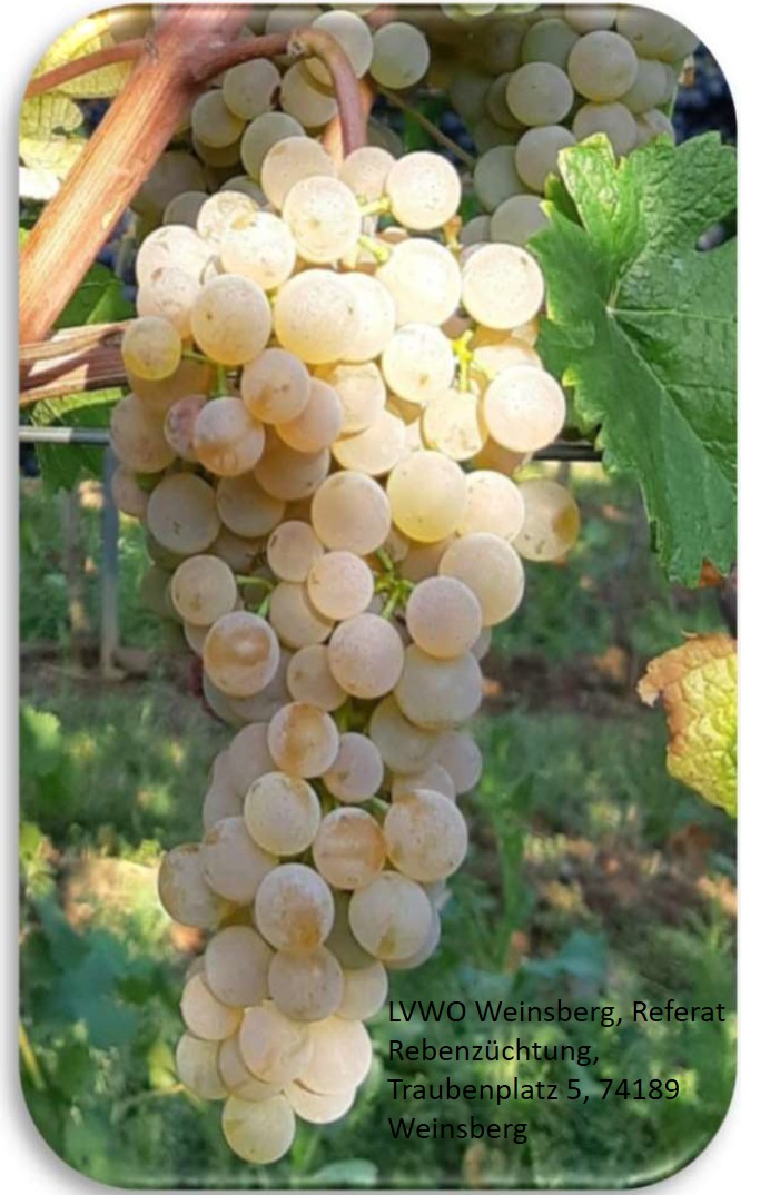 Sauvitage - PIWI Sauvitage - PIWI