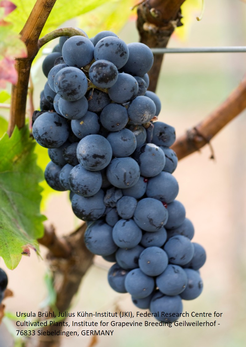 Cabernet Jura - PIWI Cabernet Jura - PIWI