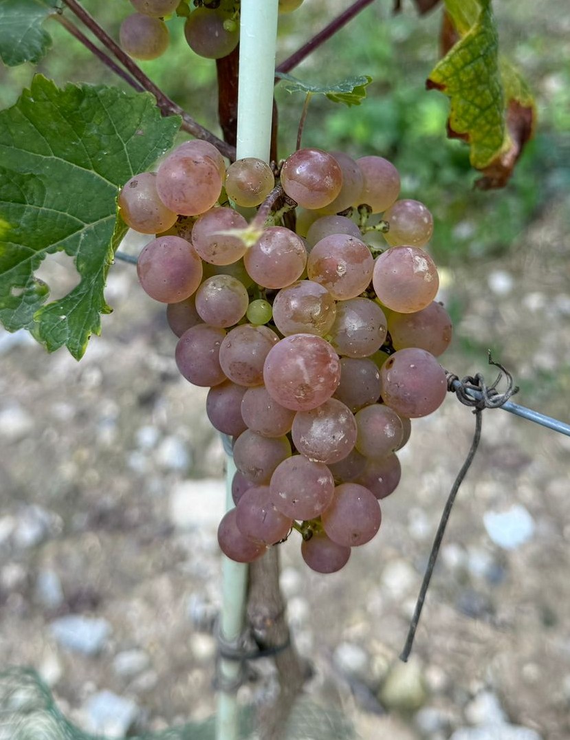 Donauriesling - PIWI