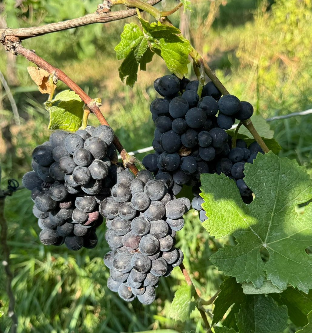 Regent - PIWI Regent - PIWI