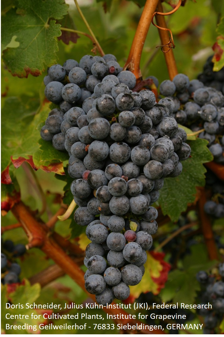 Cabernet Sauvignon