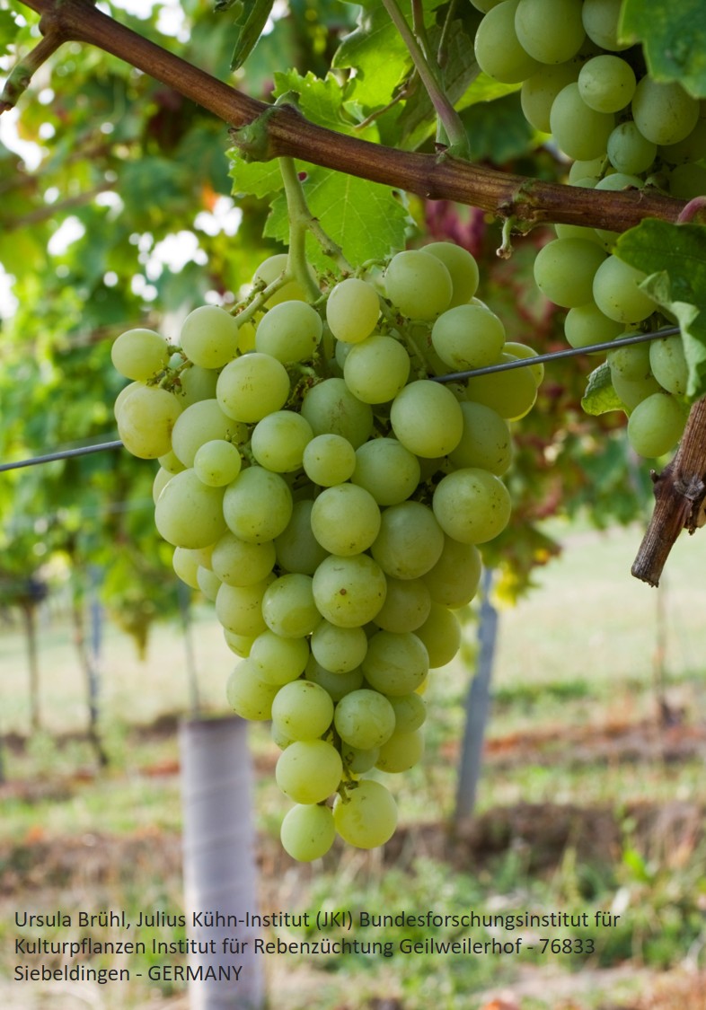 Herbst-Aktion: 25 x 'Italia' – wurzelnackte Reben