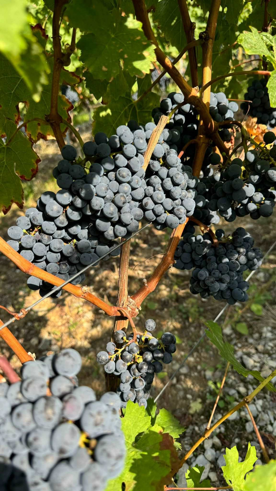 Cabernet Franc