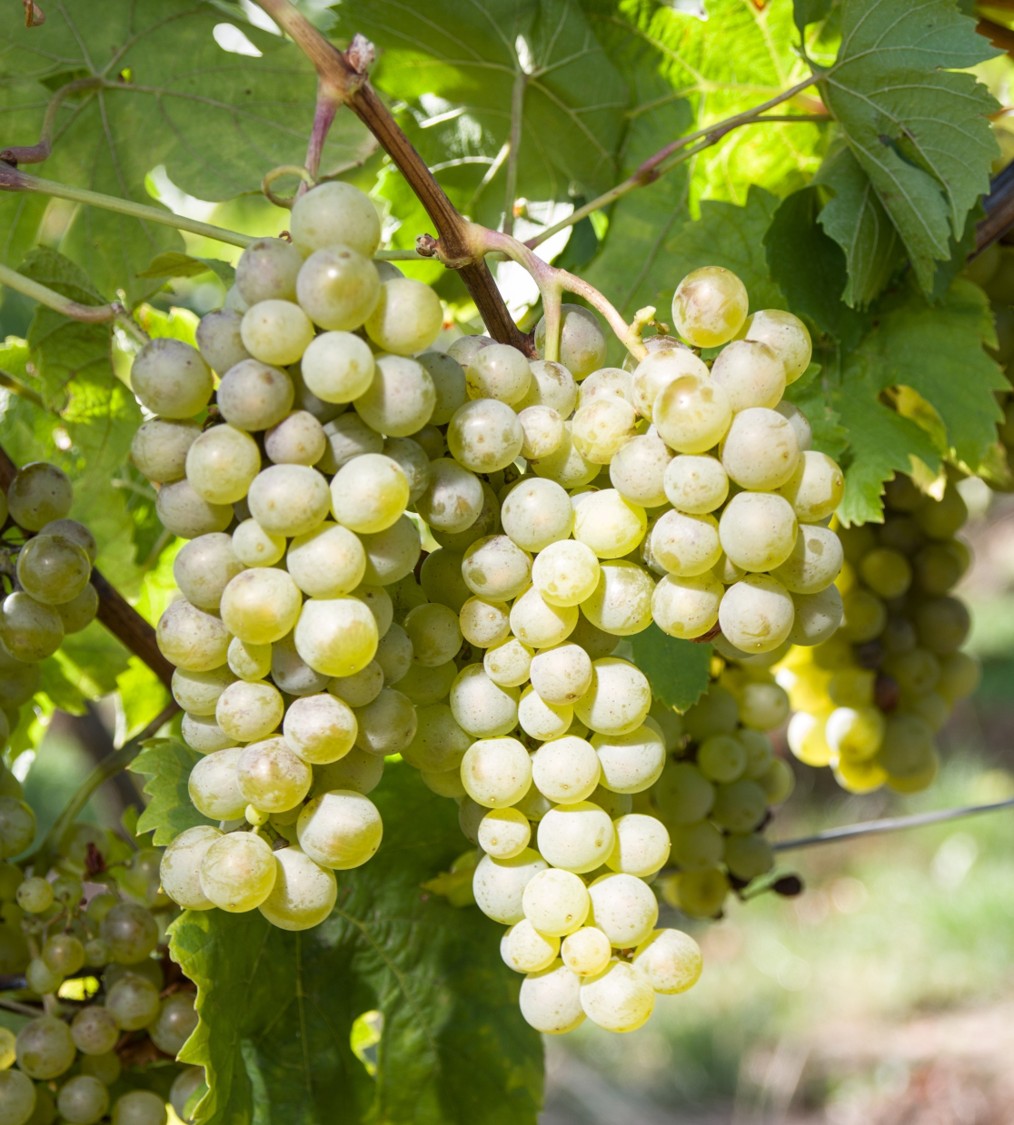 Müller-Thurgau Müller-Thurgau