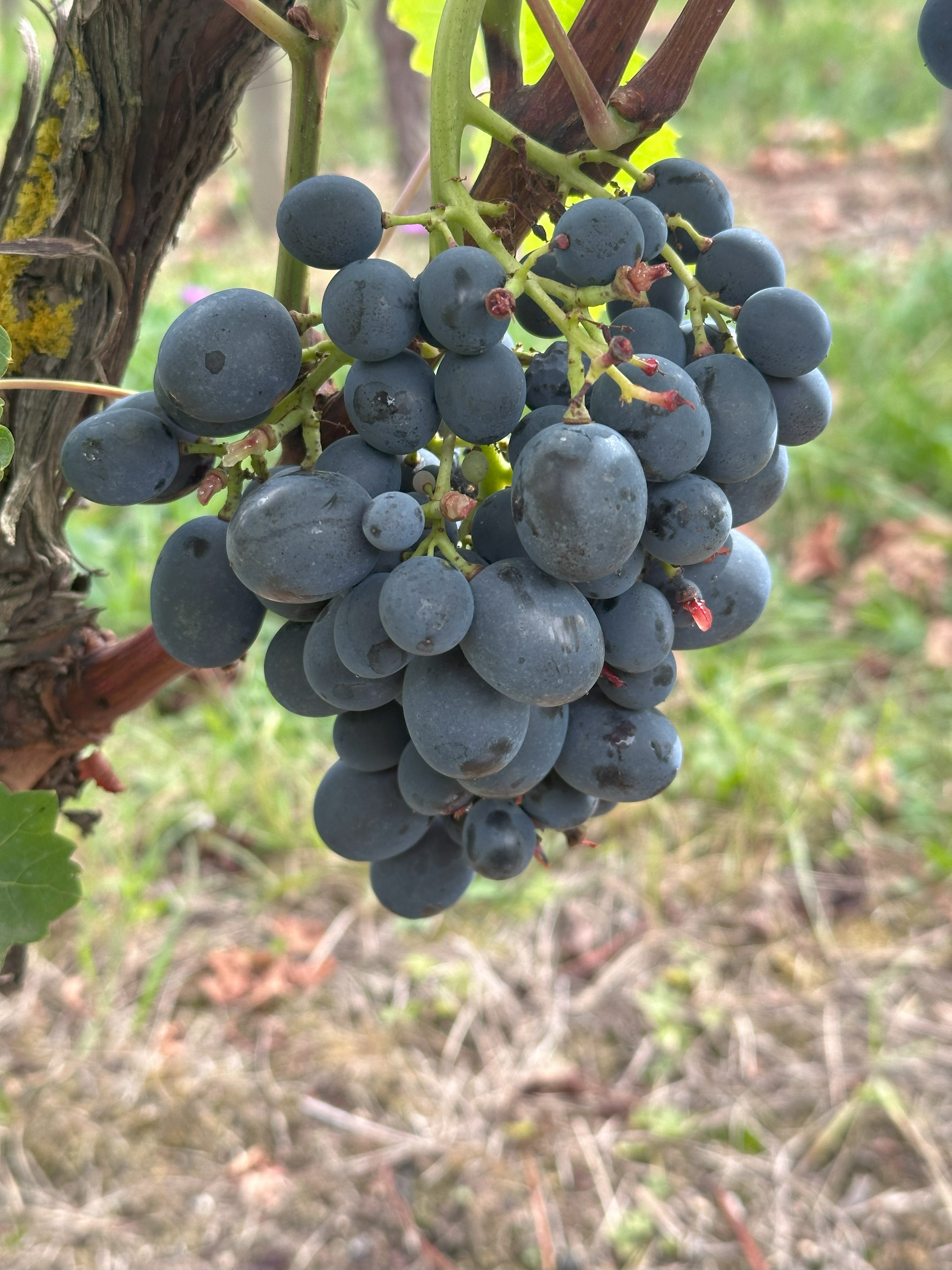 Cabernet Sauvignon