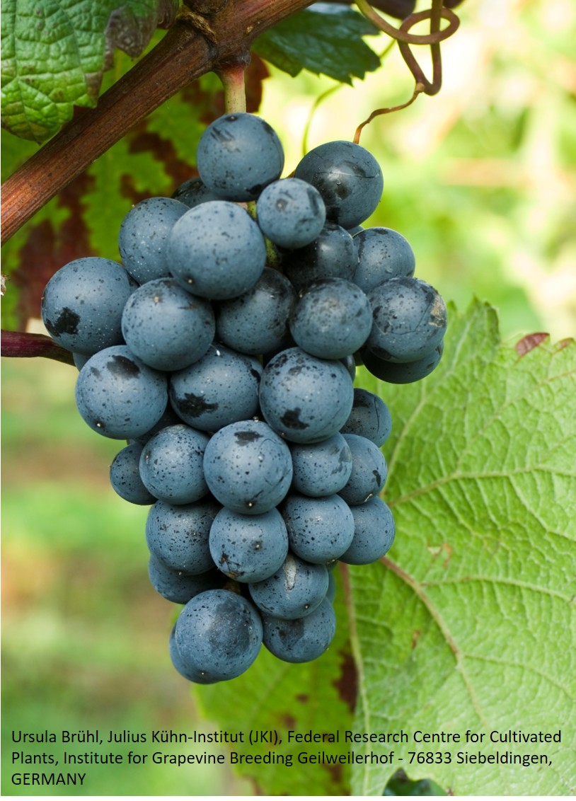 Rondo - PIWI Rondo - PIWI