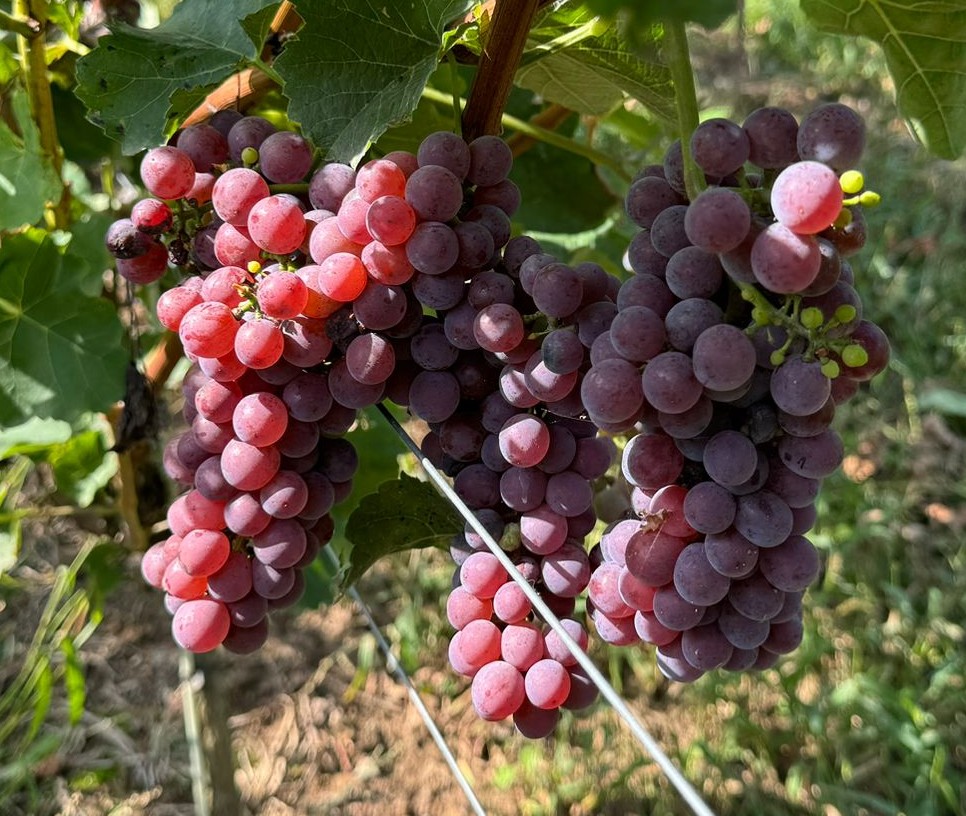 Souvignier Gris - PIWI Souvignier Gris - PIWI