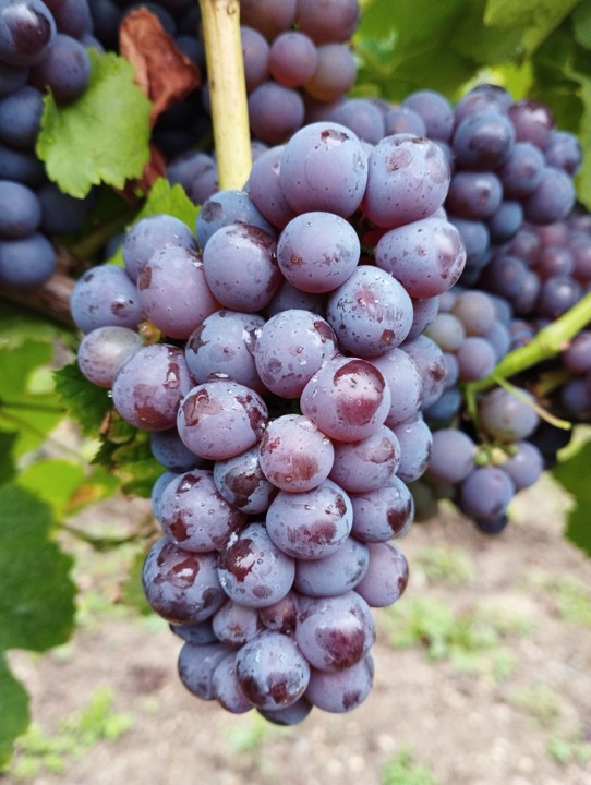 Blauer Silvaner Blauer Silvaner