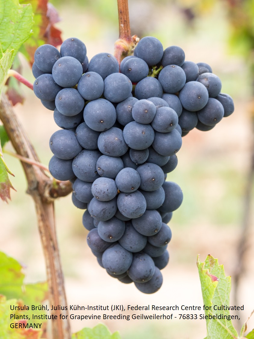 Blauer Spätburgunder (Pinot Noir) Blauer Spätburgunder (Pinot Noir)