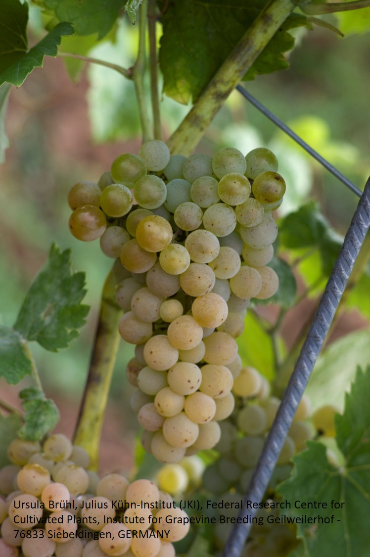 Calardis Blanc - PIWI Calardis Blanc - PIWI