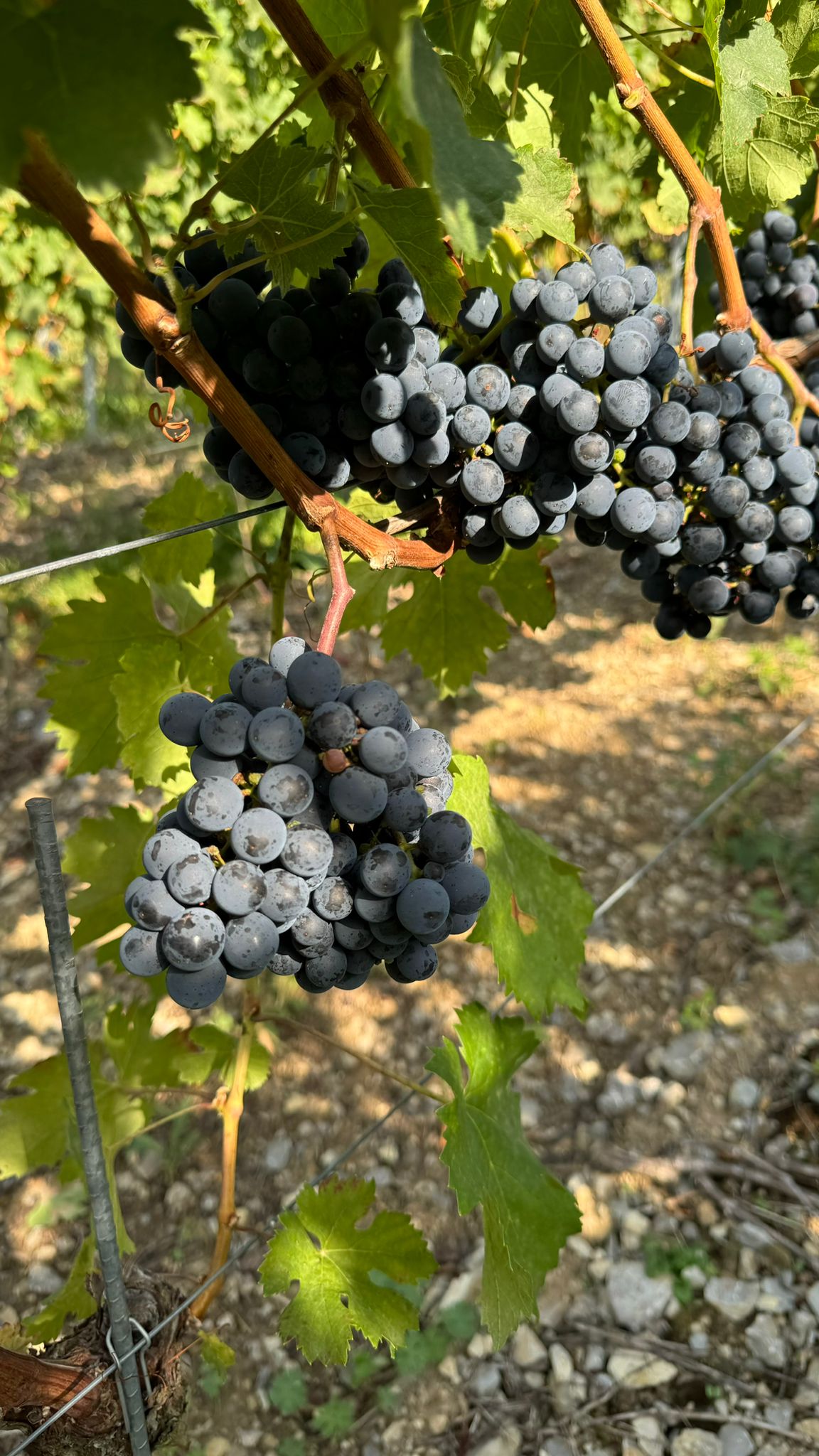Cabernet Franc