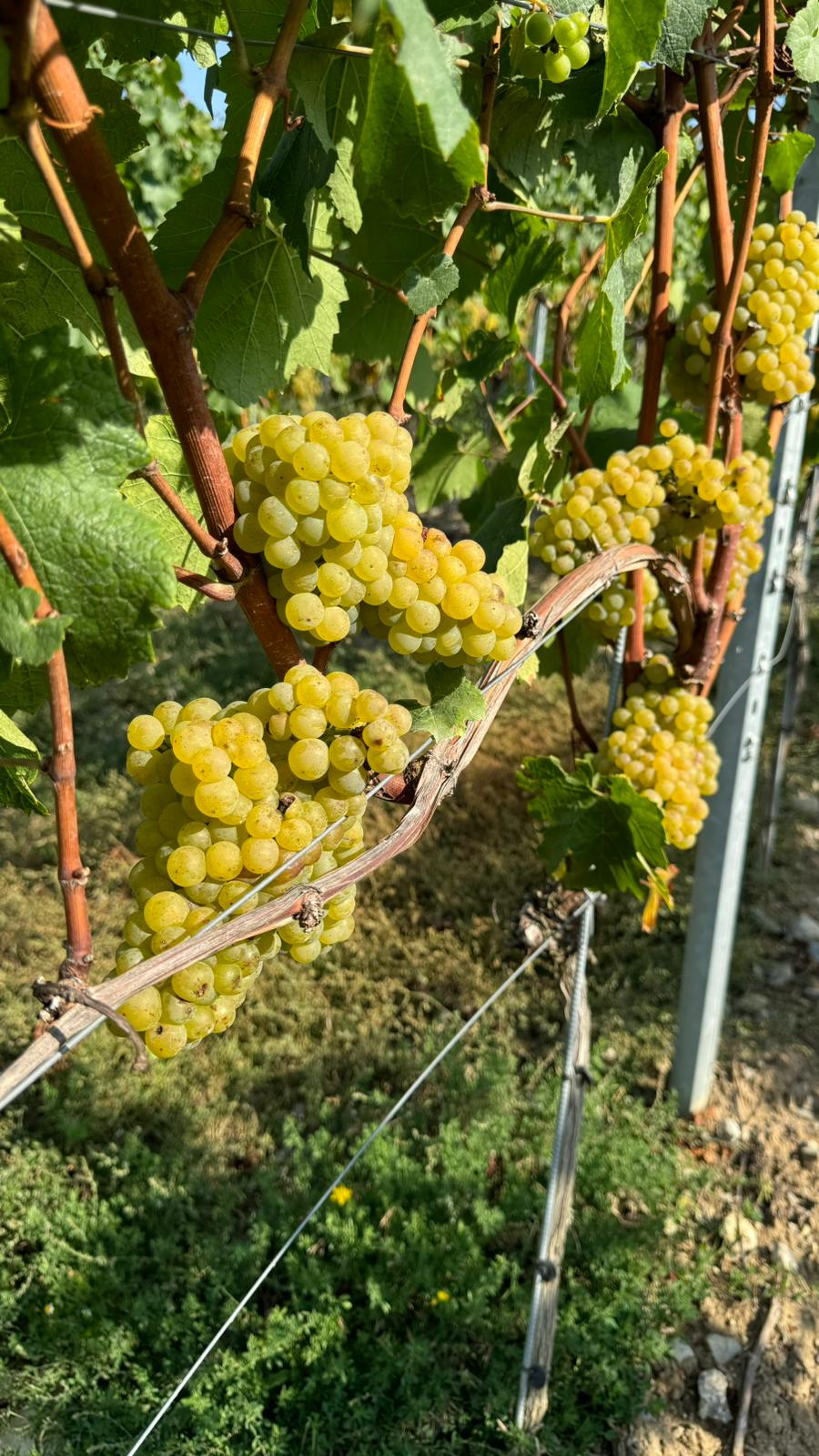 Chardonnay Chardonnay