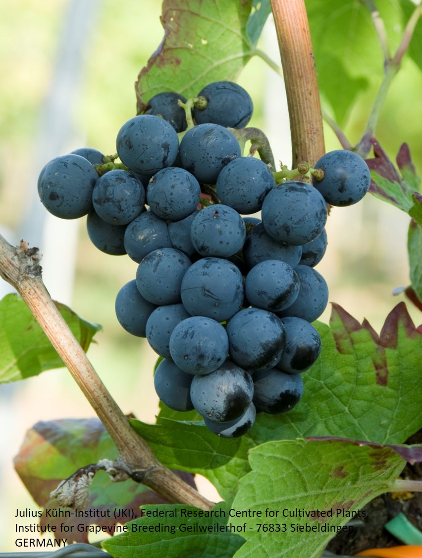 Cabernet Cortis - PIWI Cabernet Cortis - PIWI