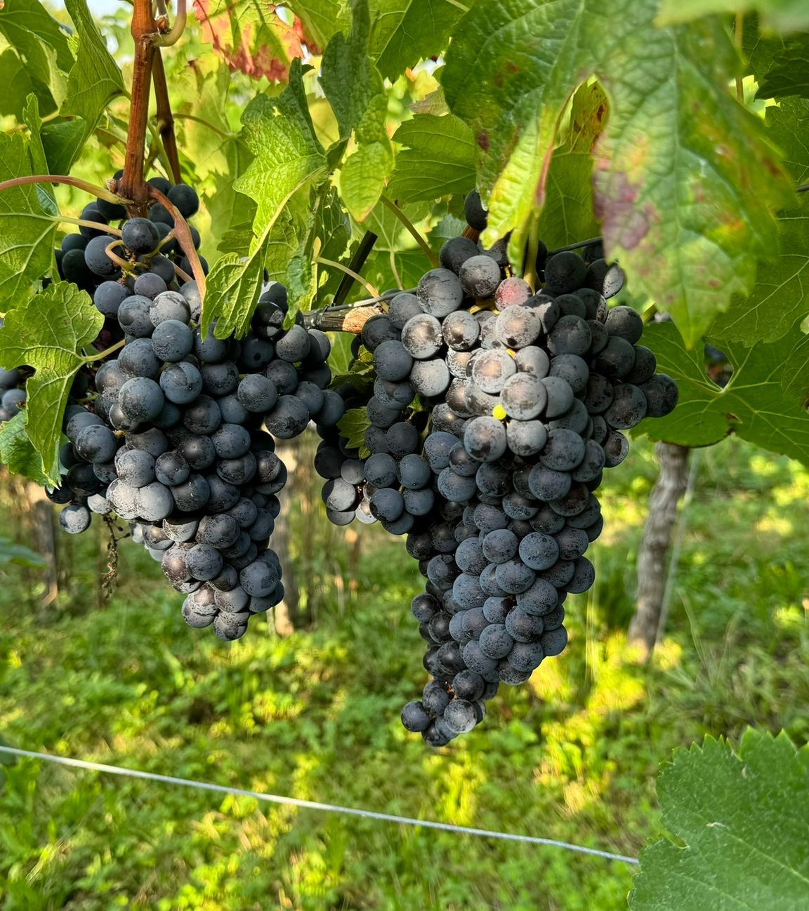 Merlot