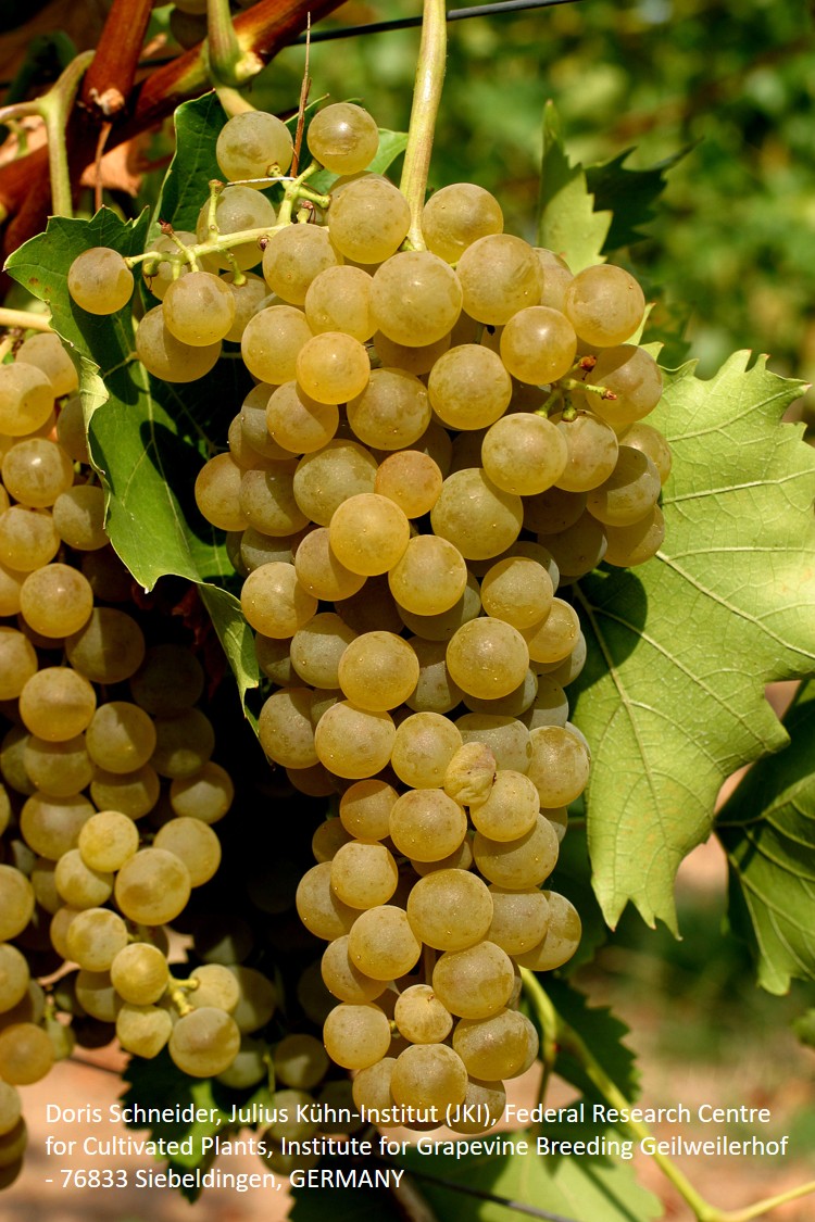 Villaris - PIWI Villaris - PIWI