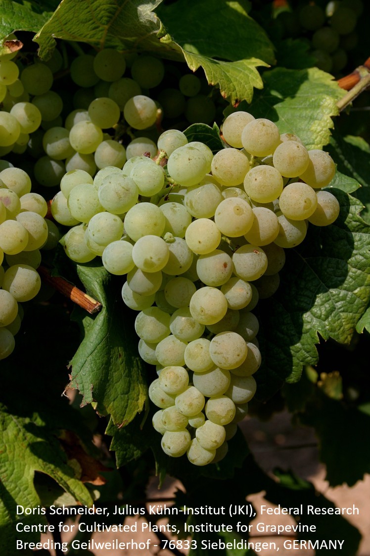 Bacchus Bacchus
