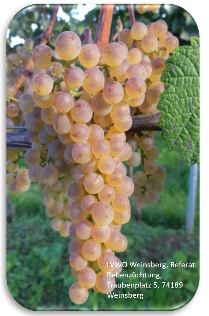 Veritage - PIWI Veritage - PIWI