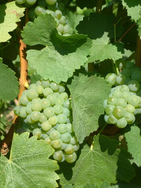 Grüner Silvaner