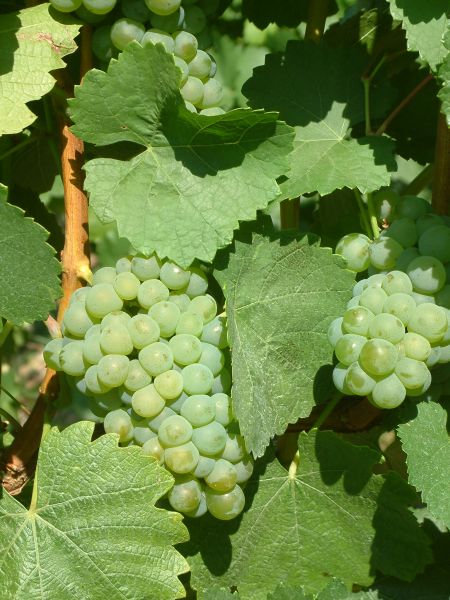 Grüner Silvaner Grüner Silvaner