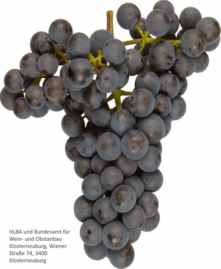 Pinot Nova Pinot Nova