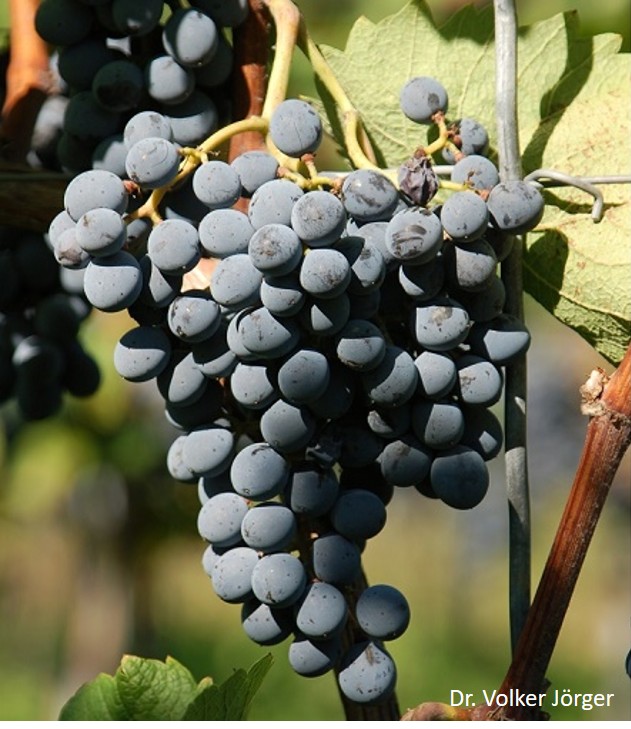 Cabernet Cantor - PIWI Cabernet Cantor - PIWI