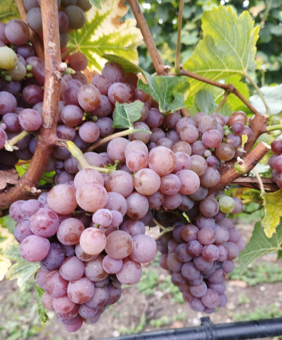 Gewürztraminer Gewürztraminer