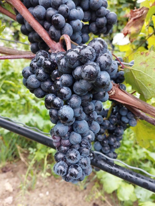 Blauer Zweigelt Blauer Zweigelt
