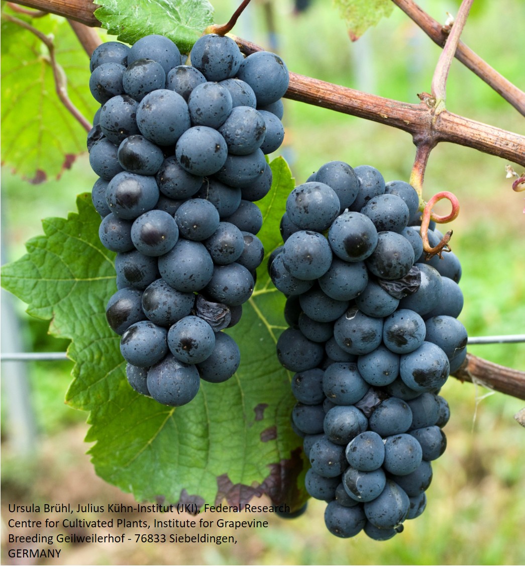 Blauer Frühburgunder Blauer Frühburgunder